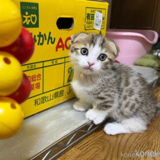 販売中の千葉県のマンチカン-115322