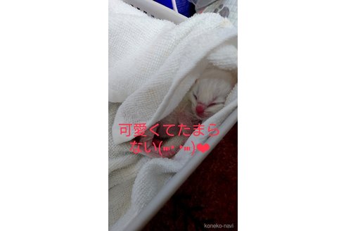 販売中の兵庫県のラグドール-116568の4枚目
