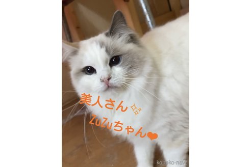 の兵庫県の-