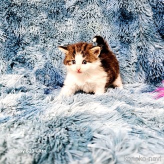 販売中の兵庫県のノルウェージャンフォレストキャット-116572の6枚目