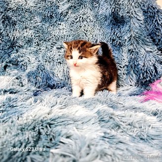 販売中の兵庫県のノルウェージャンフォレストキャット-116572の5枚目