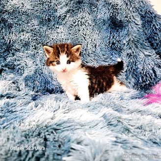 販売中の兵庫県のノルウェージャンフォレストキャット-116572の3枚目