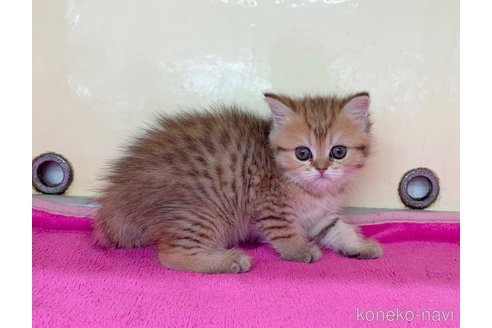 販売中の愛知県のミヌエット-114609