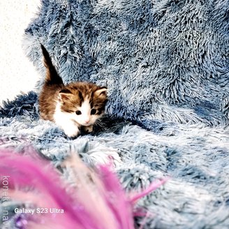 成約済の兵庫県のノルウェージャンフォレストキャット-115672の9枚目