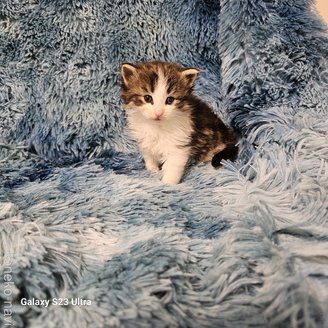 販売中の兵庫県のノルウェージャンフォレストキャット-115673の8枚目