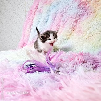 販売中の兵庫県のノルウェージャンフォレストキャット-114981の10枚目