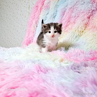 販売中の兵庫県のノルウェージャンフォレストキャット-114981の9枚目