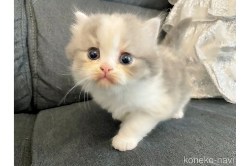 販売中の島根県のスコティッシュフォールド-115043の1枚目