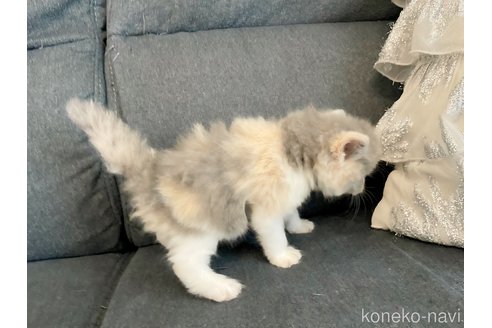 販売中の島根県のスコティッシュフォールド-115189の5枚目