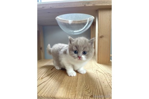 販売中の埼玉県のブリティッシュロングヘア-116484の3枚目