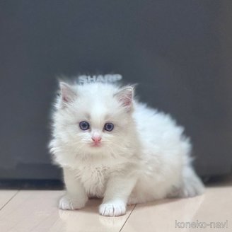 販売中の神奈川県のラグドール-115163の2枚目