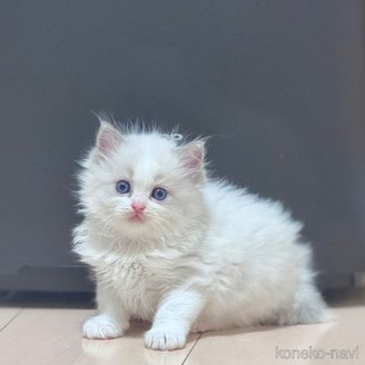販売中の神奈川県のラグドール-115163の1枚目