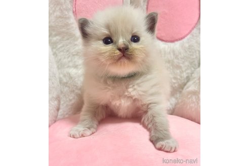 販売中の神奈川県のラグドール-116584の2枚目