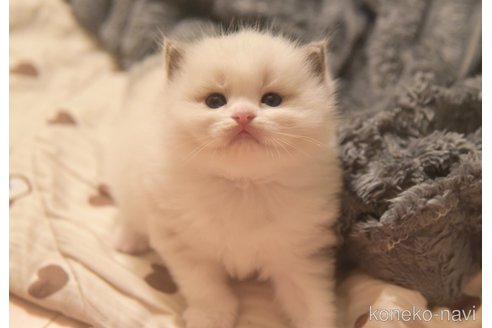 販売中の神奈川県のラグドール-115167