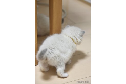 販売中の神奈川県のラグドール-115164の2枚目