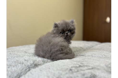 販売中の北海道のエキゾチックロングヘア-115934