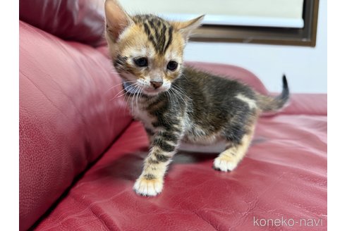 成約済の香川県のベンガル-116342の2枚目