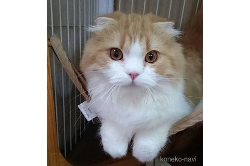 商談中の千葉県のスコティッシュフォールド-116594の4枚目