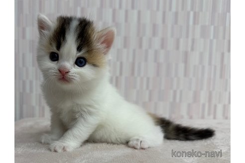 商談中の千葉県のスコティッシュフォールド-116594の3枚目
