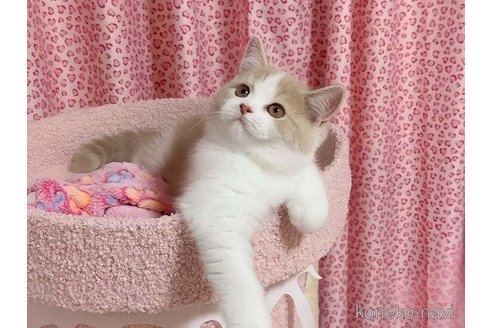 販売中の愛媛県のミヌエット-116595の1枚目