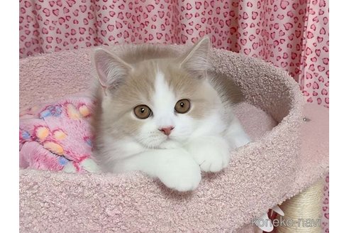 販売中の愛媛県のミヌエット-116595の5枚目