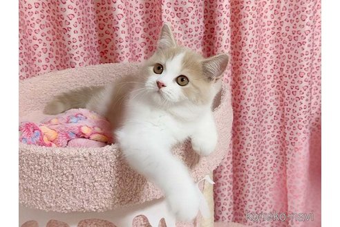 販売中の愛媛県のミヌエット-116595の2枚目