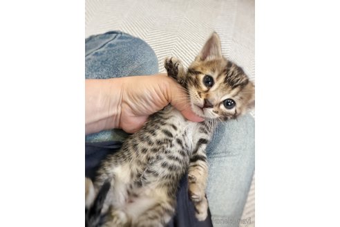 販売中の徳島県のベンガル-116597の5枚目