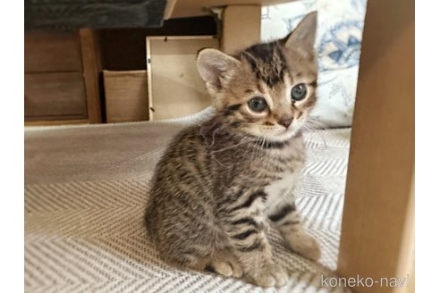販売中の徳島県のベンガル-116597