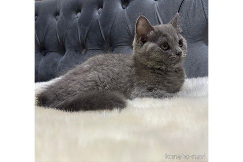 販売中の鹿児島県のブリティッシュショートヘア-116604の2枚目