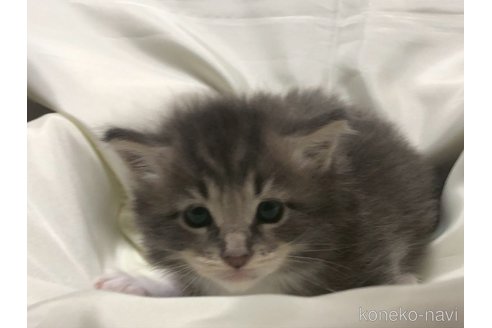 販売中の三重県のメインクーン-116605の27枚目