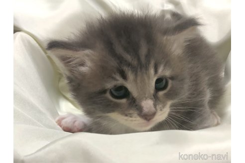 販売中の三重県のメインクーン-116605