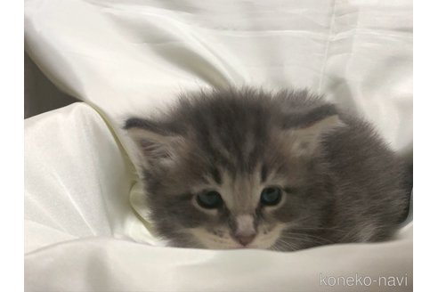販売中の三重県のメインクーン-116605の23枚目