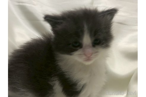 販売中の三重県のメインクーン-116606の15枚目
