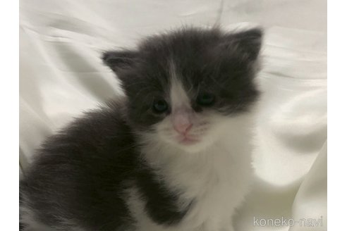 販売中の三重県のメインクーン-116606の22枚目