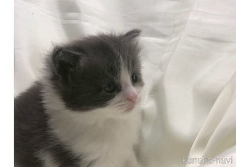 販売中の三重県のメインクーン-116606の17枚目