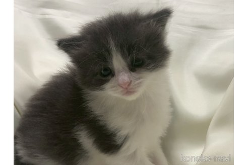 販売中の三重県のメインクーン-116606の20枚目