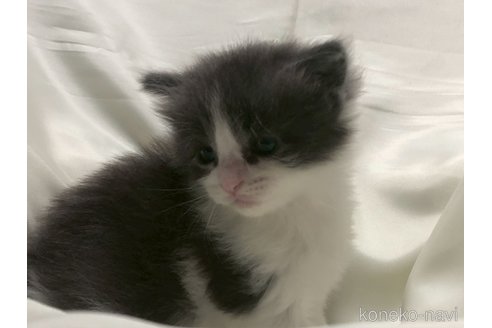 販売中の三重県のメインクーン-116606の16枚目