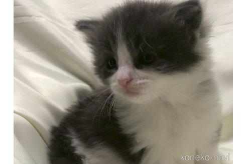 販売中の三重県のメインクーン-116606の18枚目