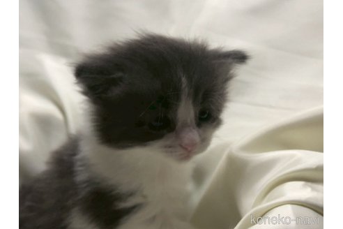 販売中の三重県のメインクーン-116606の8枚目