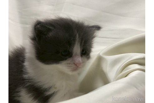 販売中の三重県のメインクーン-116606の12枚目