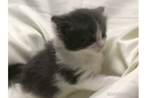 販売中の三重県のメインクーン-116606の4枚目