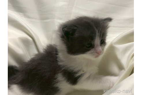 販売中の三重県のメインクーン-116606の5枚目