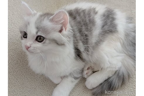 販売中の福岡県のスコティッシュフォールド-113089の5枚目