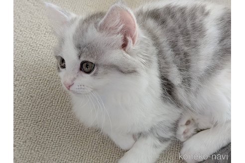 販売中の福岡県のスコティッシュフォールド-113089の3枚目
