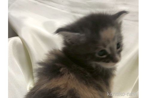 販売中の三重県のメインクーン-116607の30枚目