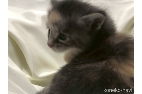 販売中の三重県のメインクーン-116607の27枚目