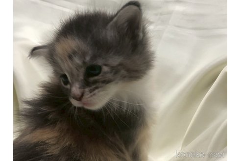 販売中の三重県のメインクーン-116607の26枚目