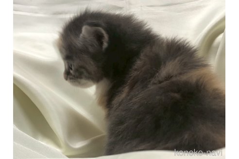 販売中の三重県のメインクーン-116607の20枚目