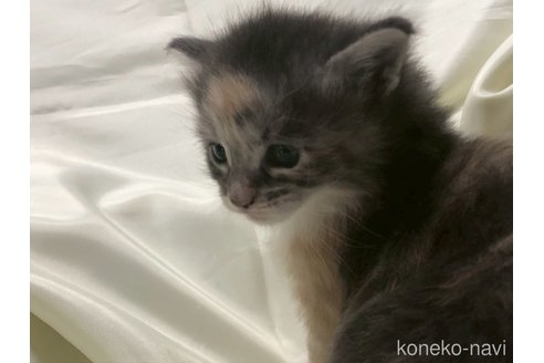 販売中の三重県のメインクーン-116607の21枚目