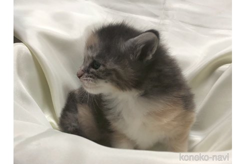 販売中の三重県のメインクーン-116607の10枚目
